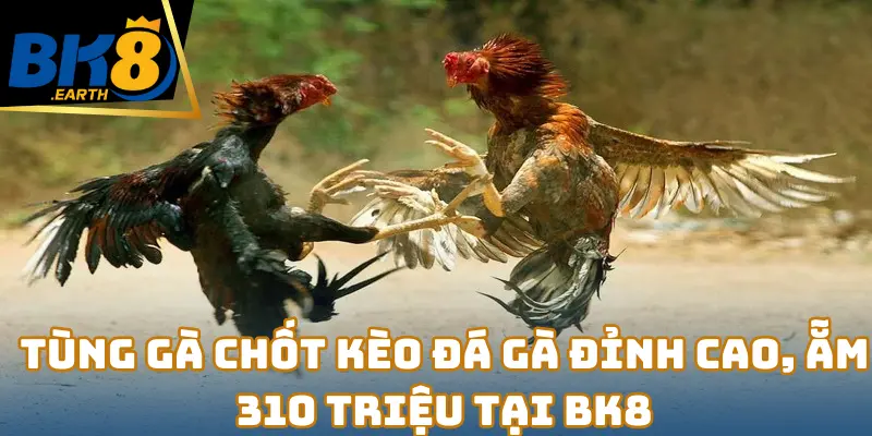 Tùng Gà chốt kèo Đá Gà đỉnh cao, ẵm 310 triệu tại BK8