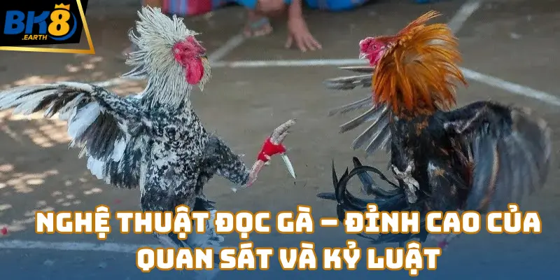 Tùng Gà chốt kèo Đá Gà đỉnh cao, ẵm 310 triệu tại BK8